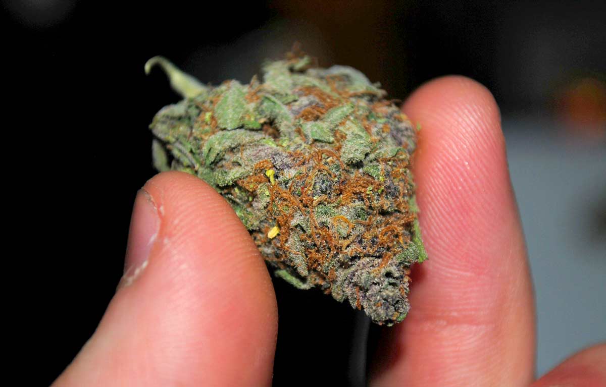 7 Ways to Improve Cannabis Bud Quality | Grow Weed Easy