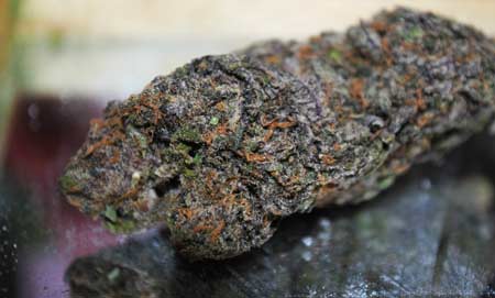A dense purple cannabis nug - you can't produce marijuana like this unless you start with the right genetics