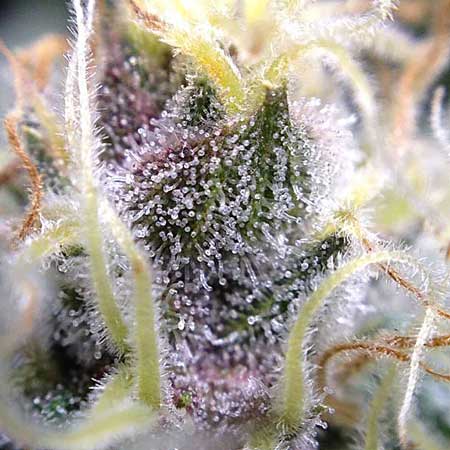 Glittery purple trichomes on this cannabis bud