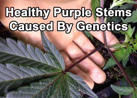 Example of a healthy weed plant with purple stems that have been caused by genetics, not a nutrient deficiency.