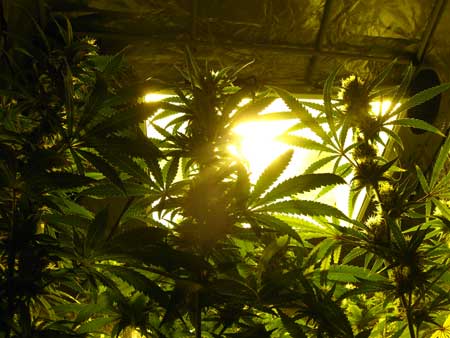 Growing high quality cannabis