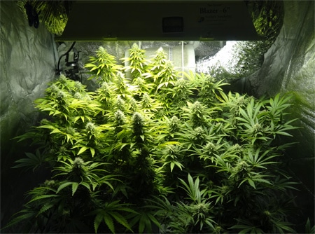 How long to grow one weed plant