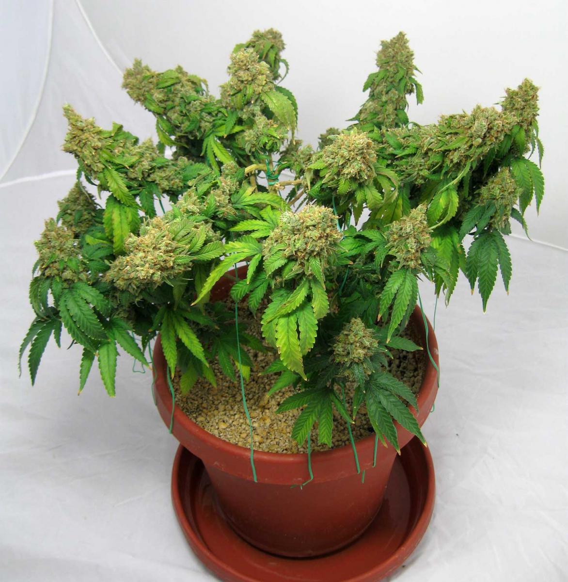 A Beginners Guide to Growing Marijuana - I Love Growing