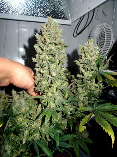 How to grow sticky weed