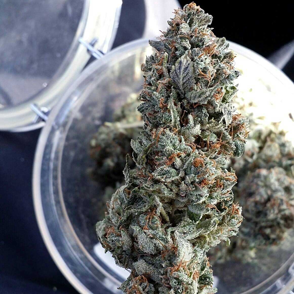 https://www.growweedeasy.com/wp-content/uploads/2012/05/platinum-cannabis-nug-over-jar.jpg