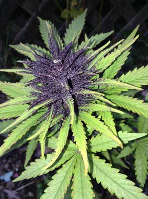 This purple auto Frisian Dew may need cold night temperatures before the buds turn purple