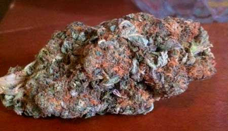 Example of purple God Bud - an amazing marijuana strain!