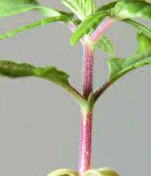 A cannabis plant with purple stems