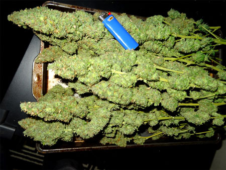 This wasn't even the only tray of buds!