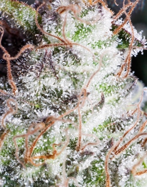 Lower humidity levels in the flowering stage can help increase cannabis trichome production and make buds appear more "Glittery"
