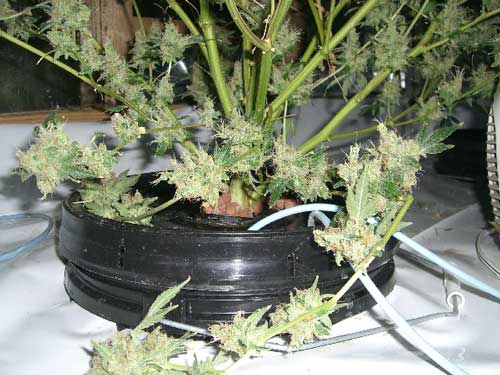 Extensive bottom growth on marijuana plant that has been defoliated