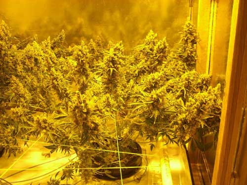 The marijuana plant was defoliated extensively