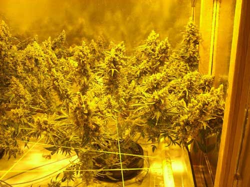 The marijuana plant was defoliated extensively The marijuana plant was defoliated extensively