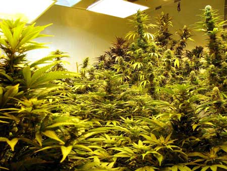 When a room is this full of cannabis plants you won't have enough room to tend to the plants in the back and along the sides opposite the entrance. Sometimes you can't even reach the plants in the middle!