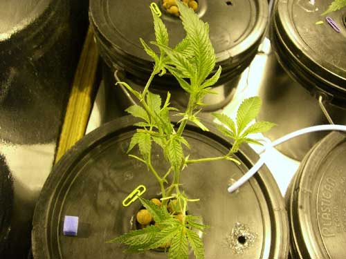 Young Marijuana plant after being defoliated Young Marijuana plant after being defoliated
