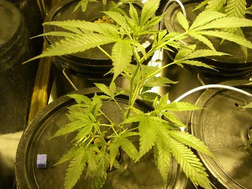 Young Marijuana plant before being defoliated Young Marijuana plant before being defoliated