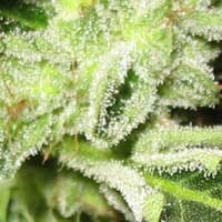 More trichomes don't necessarily mean more potency More trichomes don't necessarily mean more potency