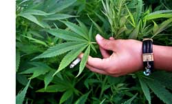 www.growweedeasy.com