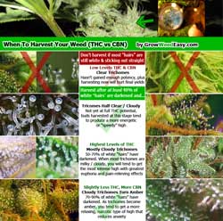 Click for "When to harvest marijuana by looking at trichomes" infographic Click for "When to harvest marijuana by looking at trichomes" infographic