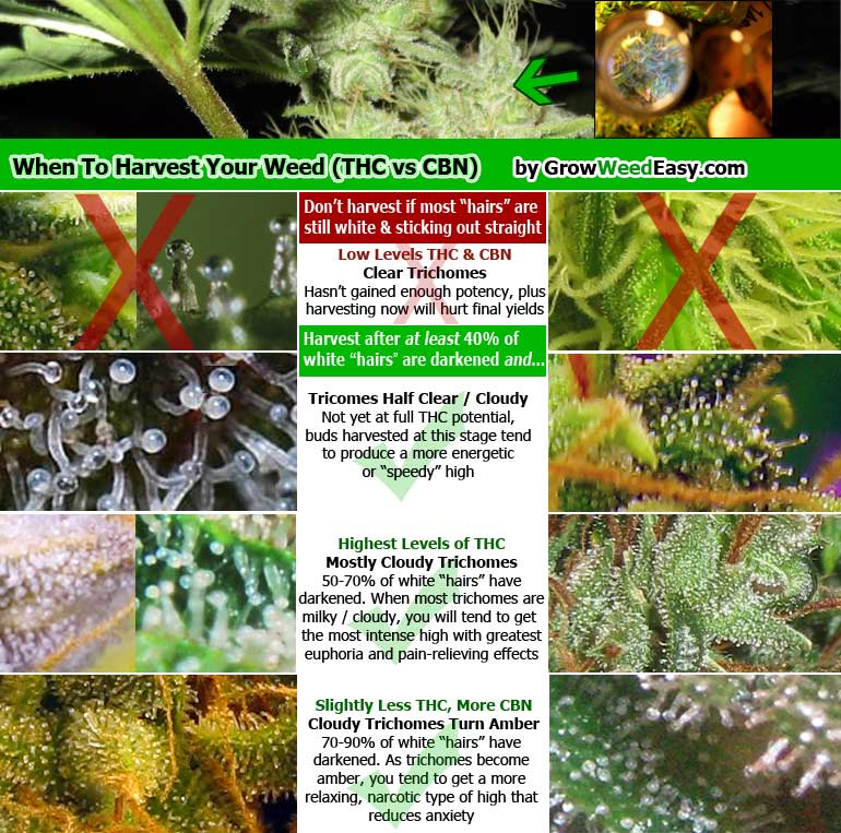 how-do-thc-cbn-cbd-relate-to-marijuana-potency-grow-weed-easy