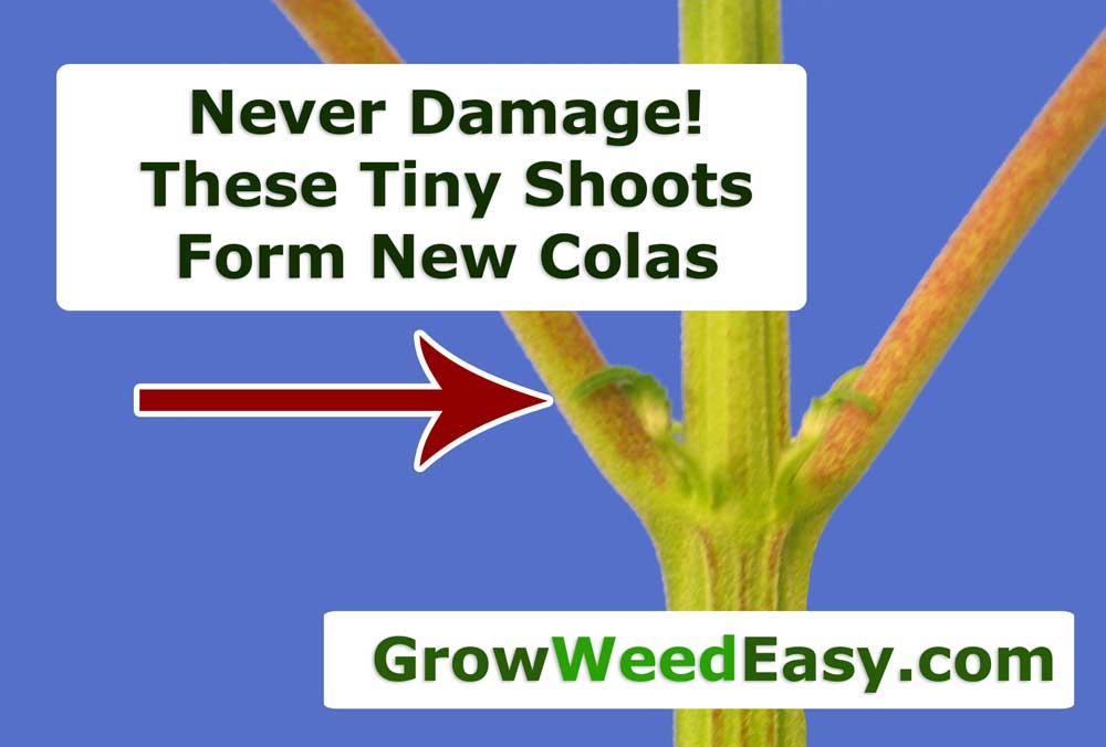 defoliate dont remove these