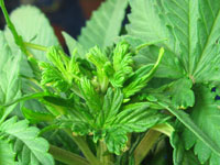 After your marijuana plant has been FIMed, expect the new leaves that were pinched to look a bit weird when they grow in After your marijuana plant has been FIMed, expect the new leaves that were pinched to look a bit weird when they grow in