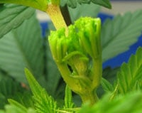 As pictured here, after FIMing your marijuana plant should have a "mowed' top As pictured here, after FIMing your marijuana plant should have a "mowed' top