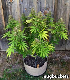 Example of a flowering marijuana plant grown with main-lining