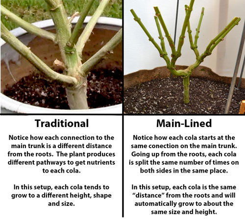 The difference between main-lining and traditional marijuana growing methods explained in picture format - Nugbuckets main-lining tutorial