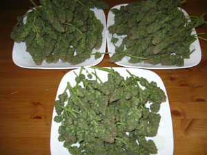 Some of my last Aurora Indica harvest