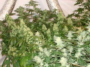 Big Beautiful Marijuana Girls Sent in By an Incredible Grower Big Beautiful Marijuana Girls Sent in By an Incredible Grower