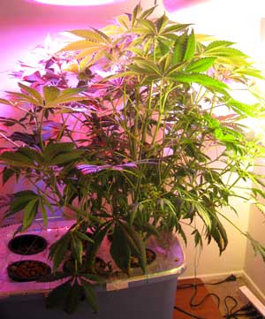 White Rhino strain marijuana grown in Stealth Hydro under LEDs and CFL grow lights - bubbleponics can create bushy monsters like this plant White Rhino strain marijuana grown in Stealth Hydro under LEDs and CFL grow lights - bubbleponics can create bushy monsters like this plant