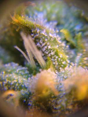 Exodus Cheese Week 7 Flowering Organically Grown marijuana - Impressive Growing Skills, you know who you are ;) Exodus Cheese Week 7 Flowering Organically Grown marijuana - Impressive Growing Skills, you know who you are ;)