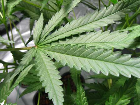 A healthy cannabis leaf - click for closeup!