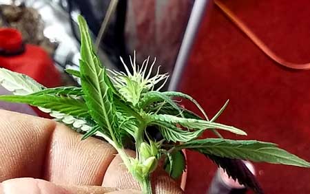 Female marijuana plant turns hermie and grows balls