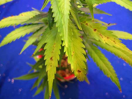 Spots are often a sign of pH problems on cannabis leaves