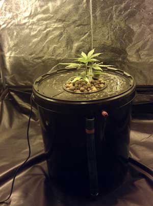 How To Grow Weed In 20 Minutes A Week Using Bubbleponics Grow Weed Easy