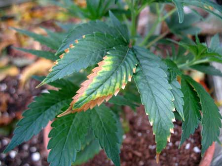 Burnt tips or edges on marijuana are a sign of either a pH problem or nutrient burn