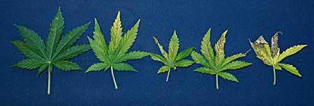 Examples of various stages of a cannabis phosphorus deficiency, caused by the pH being too high at the roots. These spots are signs of a problem!