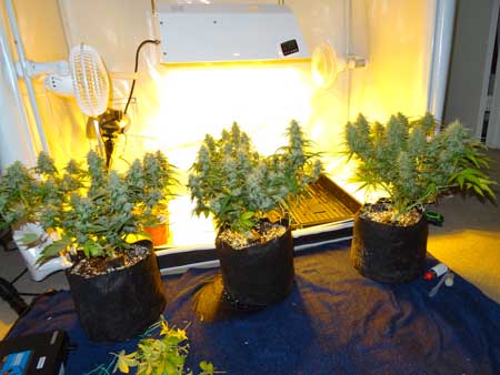 A view of the three auto-flowering cannabis plants outside their tent. The best modern auto-flowering cannabis strains have been bred to produce bigger and denser buds than the original Ruderalis plants. Buds have also been bred to be as potent as photoperiod strains.