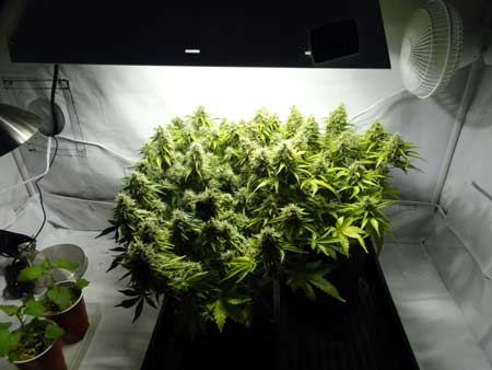 Cannabis plants under 250W HPS in the flowering stage