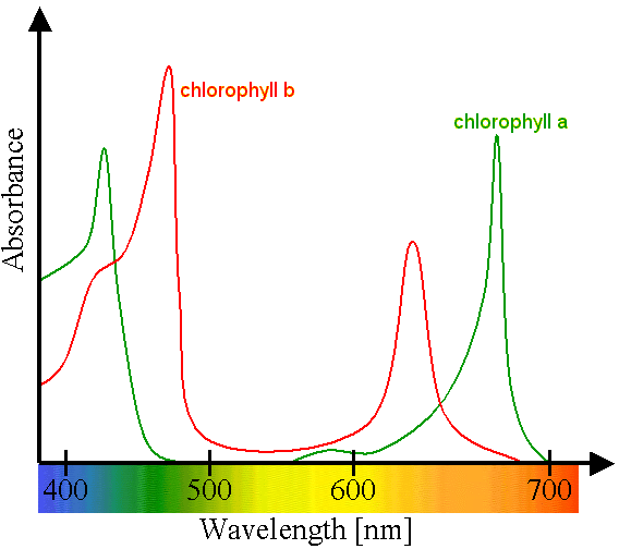 Optimal light absorption by chlorophyll a and b displayed on a graph showing the optimal light spectrum