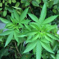 The green color of these cannabis leaves appears to us because the plant is reflecting back the green contained in sunlight