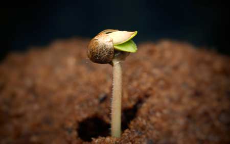 This cannabis seedling has started emerging from its shell after being exposed to light at the surface!