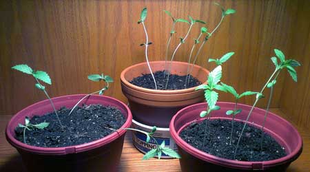 Cannabis seedlings will grow long and lanky if they're not getting enough light, even if that light has a lot of blue in it