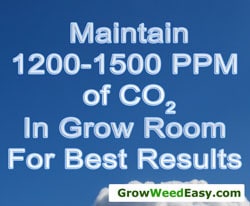 Maintain 1200-1500 PPM of CO2 in grow room for best results when growing marijuana