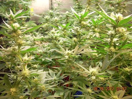 Flowering marijuana plants grown under magnetic induction grow lights