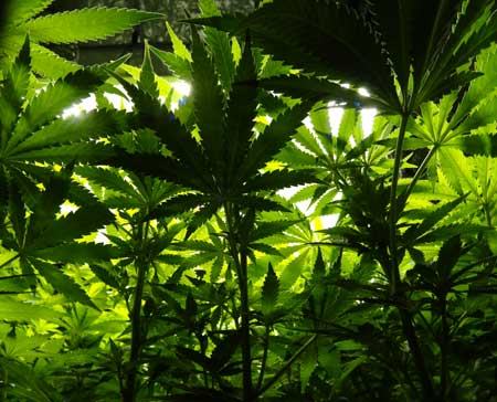 When a cannabis plant is surrounded by vegetation, it reacts by trying to grow taller to get access to better light