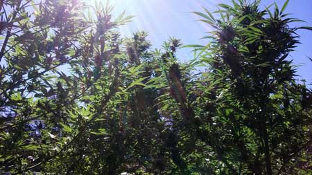 When growing outdoors, cannabis plants react to the ratio of red and far-red in the sunlight to help with a variety of plant processes, including knowing when to start flowering.