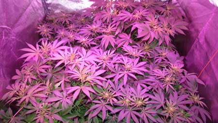 Cannabis plants growing under LED grow lights - you can see the natural green color of the leaves only in the front, since a little bit of natural light is hitting them from outside the tent. The rest of the leaves look purple!